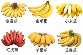 麻豆香蕉与芭蕉传媒：探索新媒体营销的无限可能